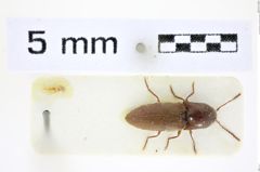 Foto (Dorsalansicht) von Glyphonyx subopacus (NHMW-ZOO-COL-0008438)